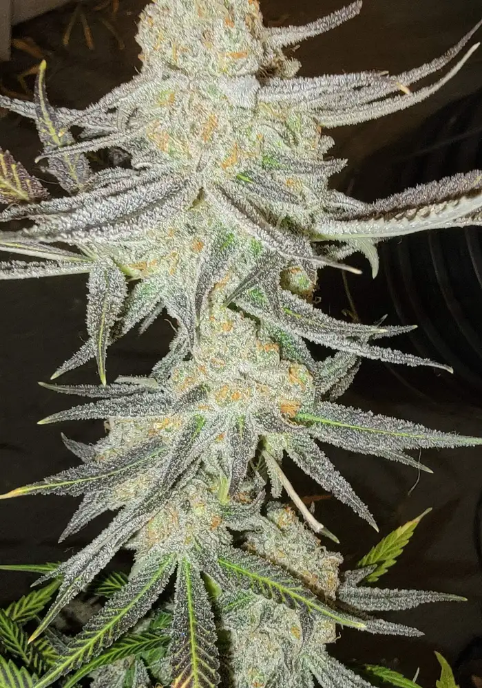 Iced Wildberry