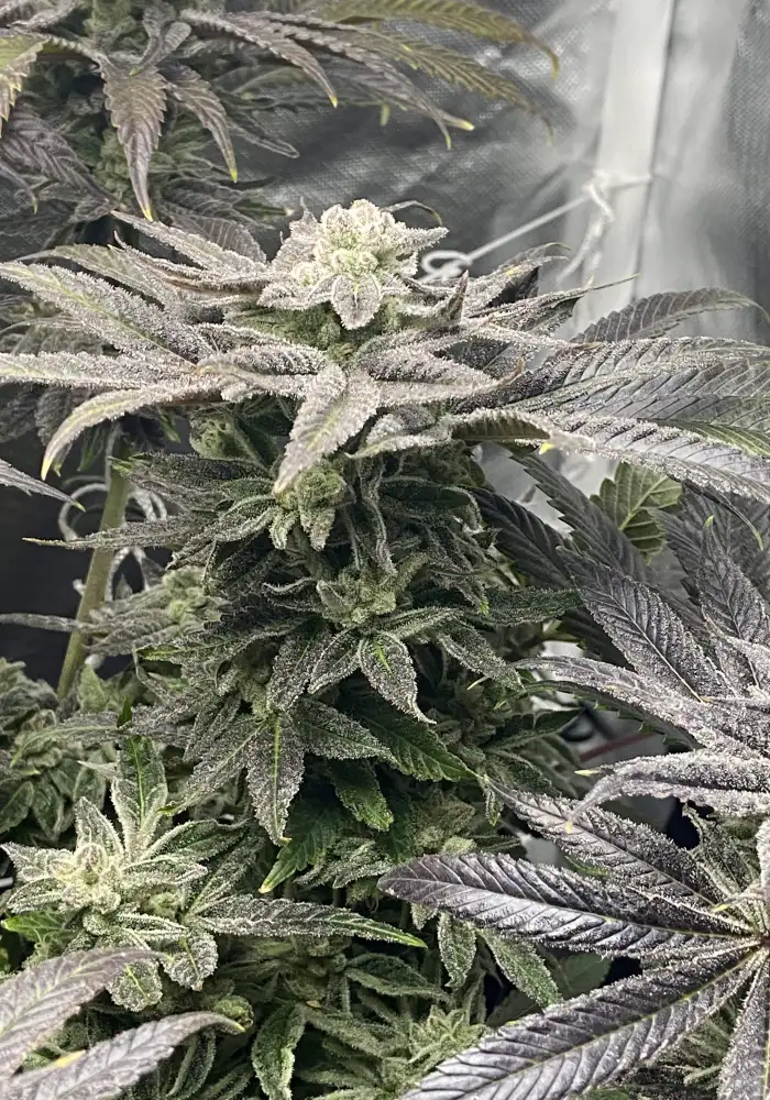 Violet Z Seeds by Robin Hood Seeds - GrowDiaries