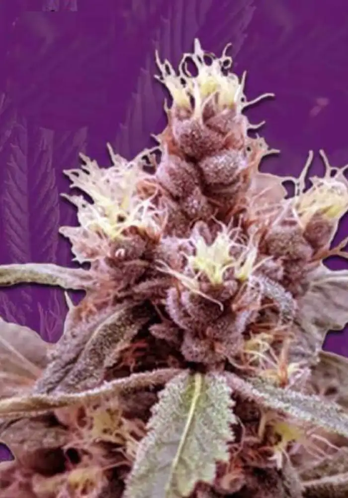 Cookie Monster Autoflower