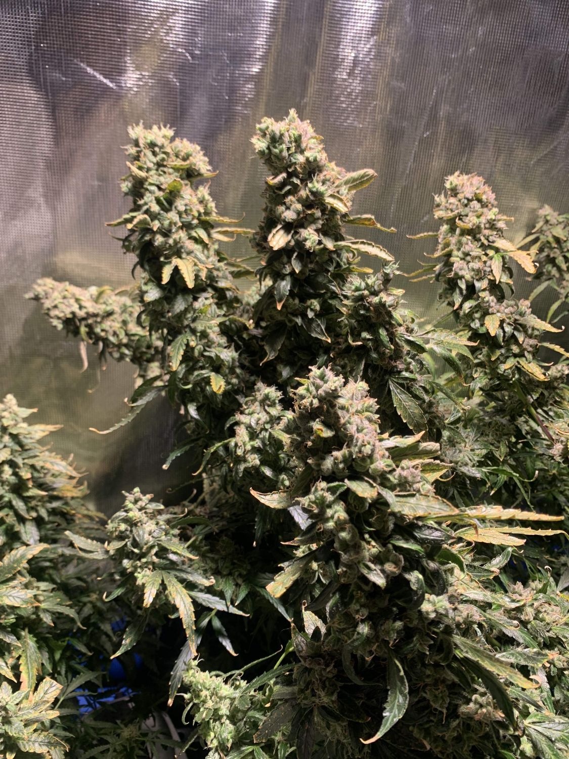 BlackBerry Autoflower Strain Info / BlackBerry Autoflower Weed By Crop
