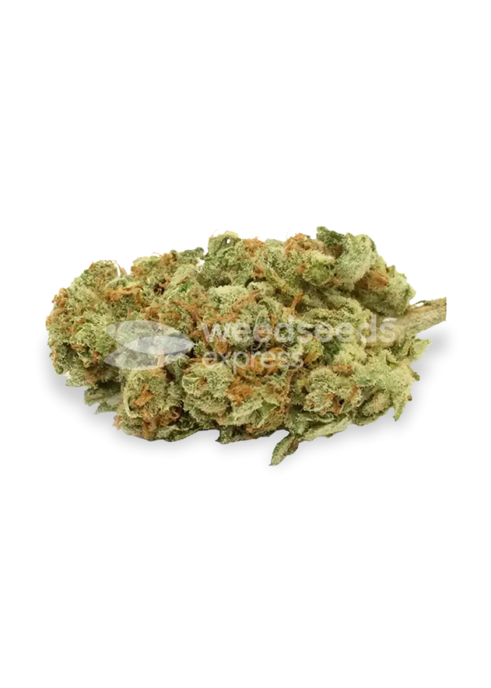 Gold Leaf feminized seeds Strain Info / Gold Leaf feminized seeds Weed
