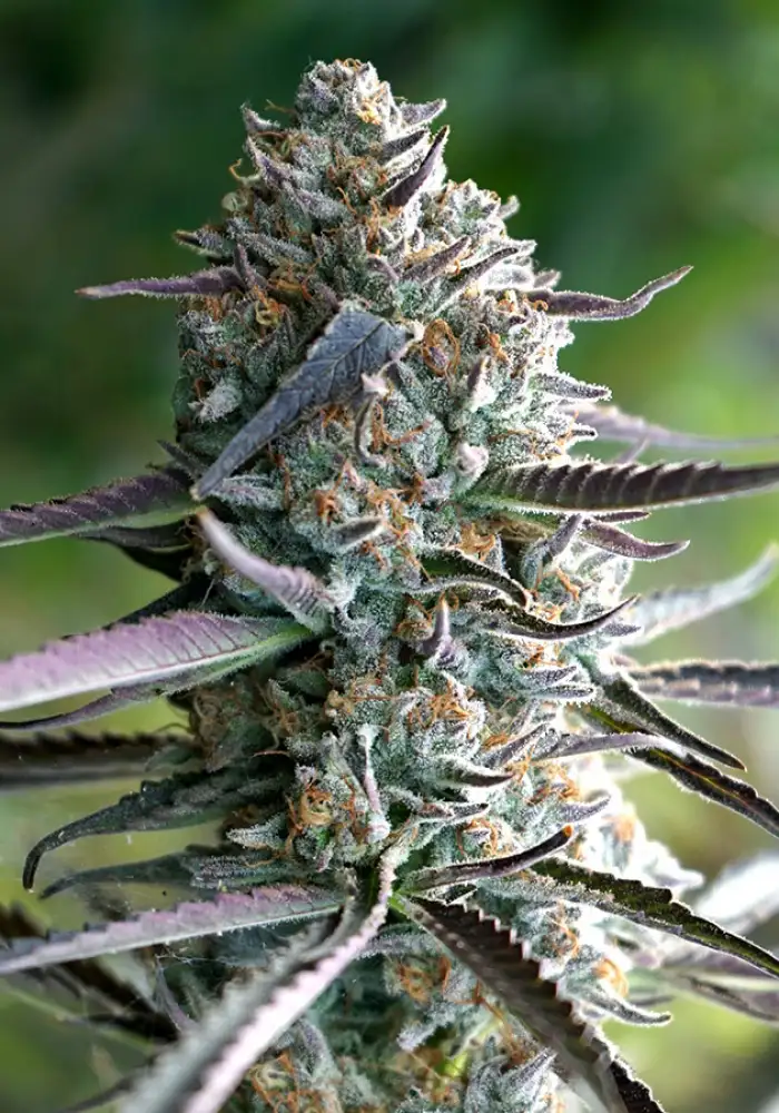 Runtz Fast Flowering