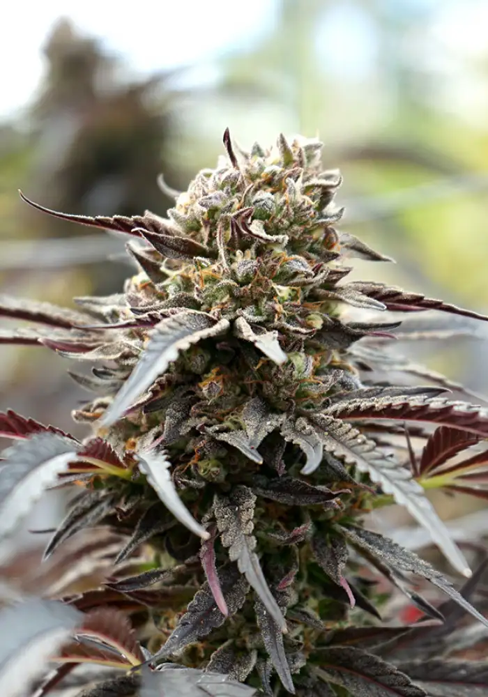 White Runtz Fast Flowering