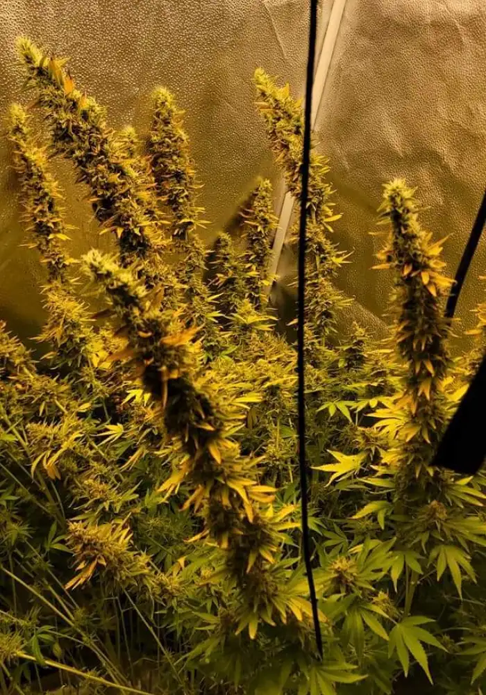 Stardawg