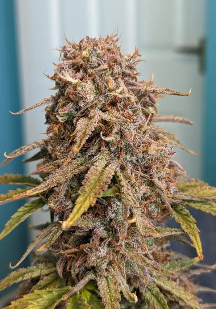 Illuminauto #57 - Blood Orange Haze