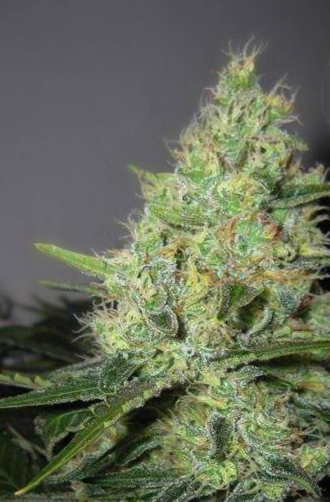 Auto Pineapple Express Strain Info / Auto Pineapple Express Weed By