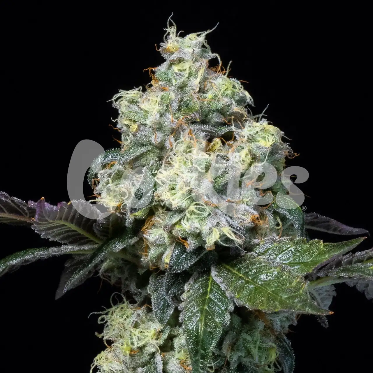 Elephant Trunk Cannabis Strain Products - GrowDiaries