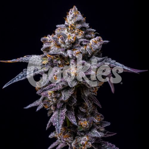 Hollywood Strain Info / Hollywood Weed By Cookies Seed Bank GrowDiaries