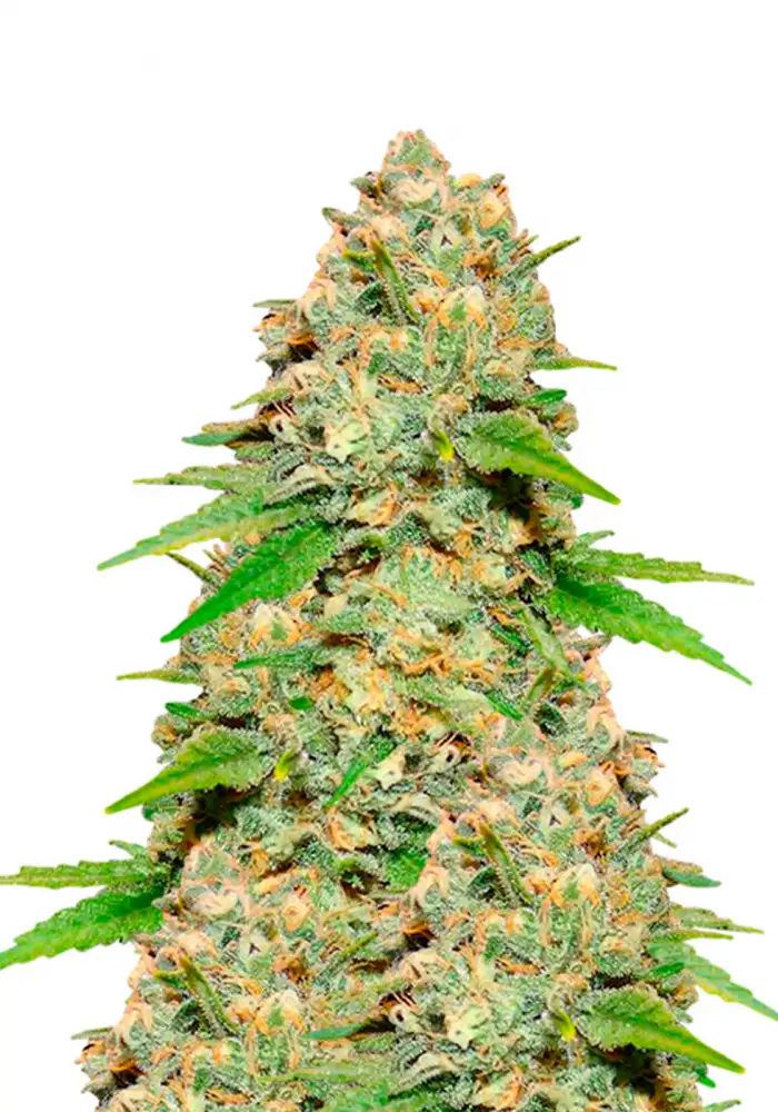 Blueberry Auto