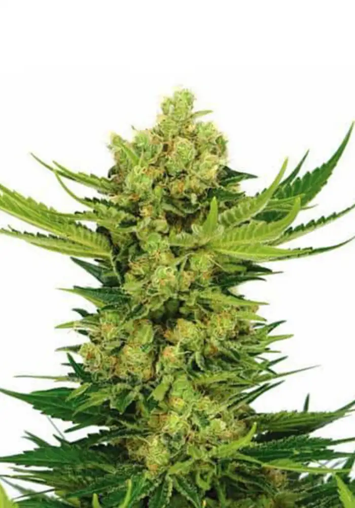 Cheese Feminized