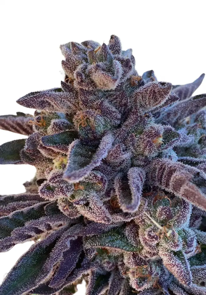 Gelato 41 Autoflower