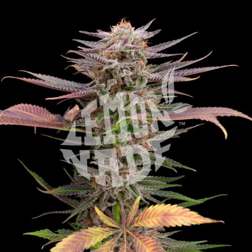 Strawberry Jam Strain Info / Strawberry Jam Weed By Lemonnade GrowDiaries