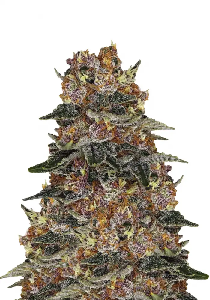Mimosa Cake Auto