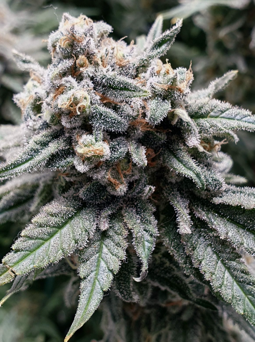 Wedding Cheesecake FF Strain Info / Wedding Cheesecake FF Weed By Fast