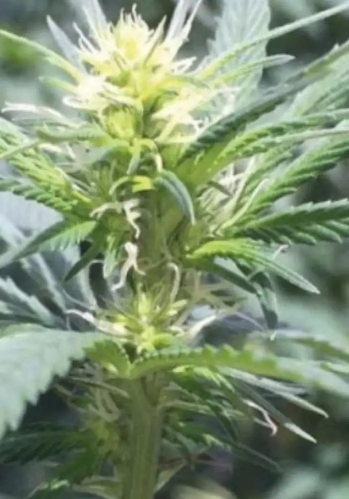 Diet Durban THCV 1:1