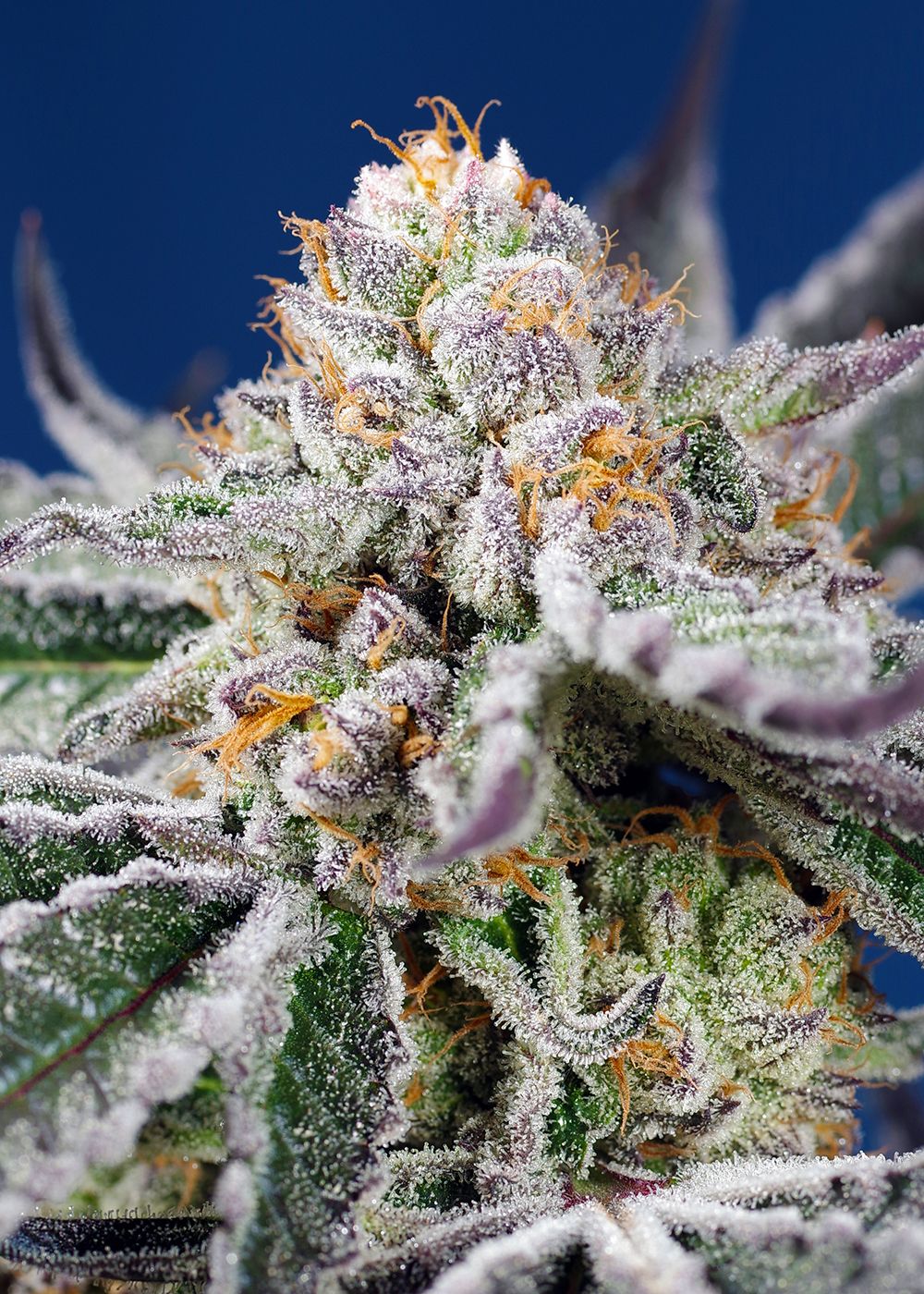 Orange Apricot Glue XL Auto Strain Info / Orange Apricot Glue XL Auto