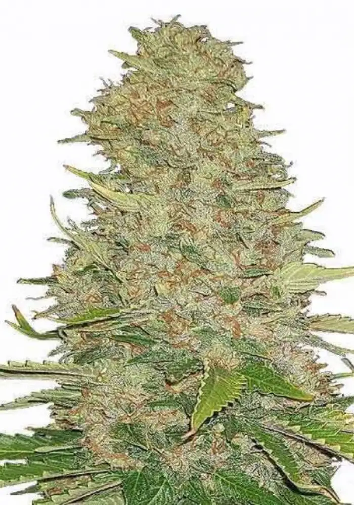 Ghost Train Haze