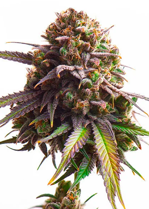 Biscotti Strain Info / Biscotti Weed By Royal Queen Seeds GrowDiaries