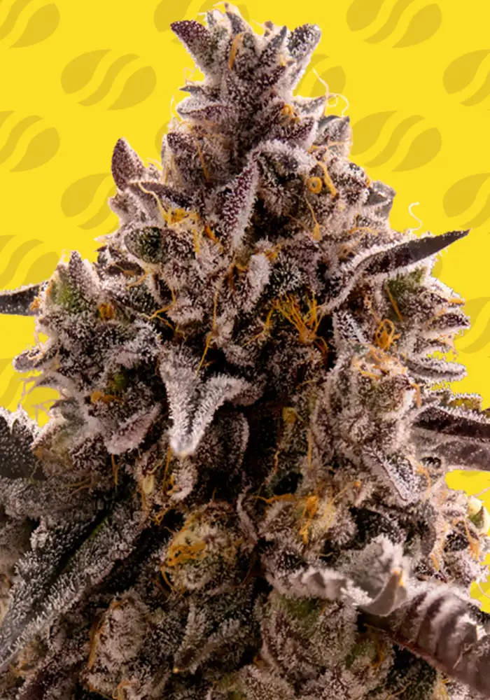 Black Orchid Auto