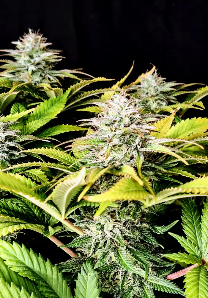 Grateful end OG