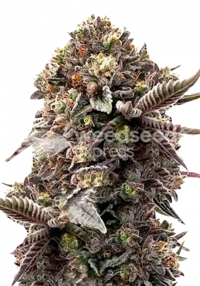 Blackberry Moonrocks feminized seeds