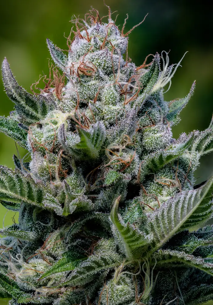 Green Apple Juice Auto