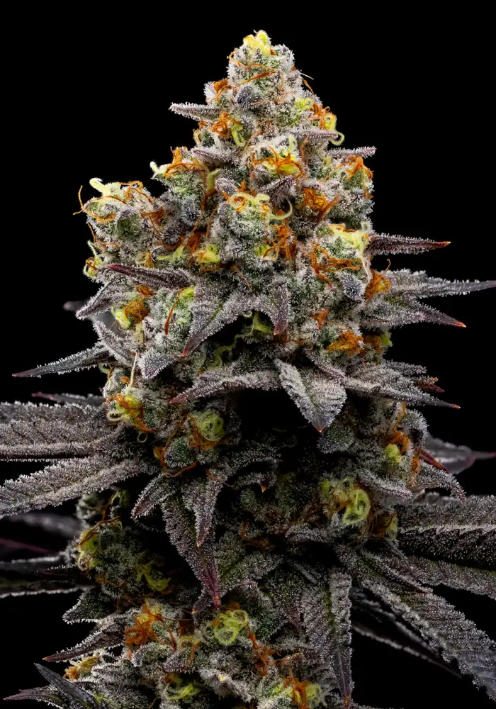 Purple Boost Highness