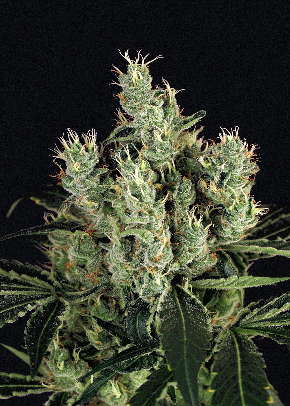 Tangerine Band Strain Info / Tangerine Band Weed By Exotic Seed