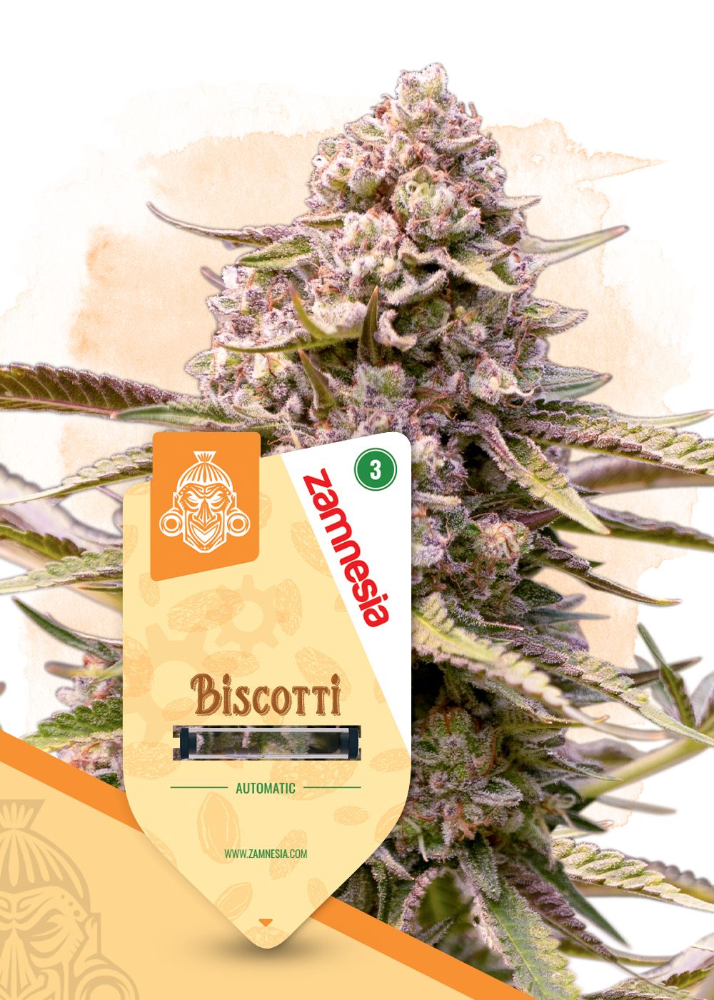 Biscotti Automatic Strain Info / Biscotti Automatic Weed By Zamnesia
