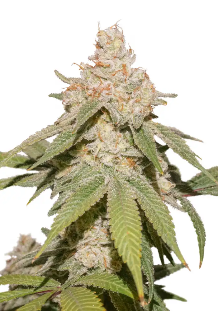 Auto SFV OG