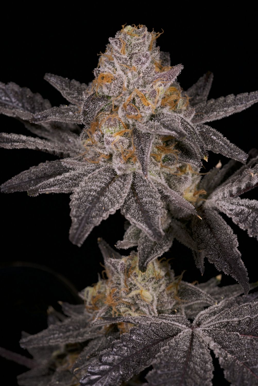 Jokerz Strain Info / Jokerz Weed By Premium Cultivars GrowDiaries