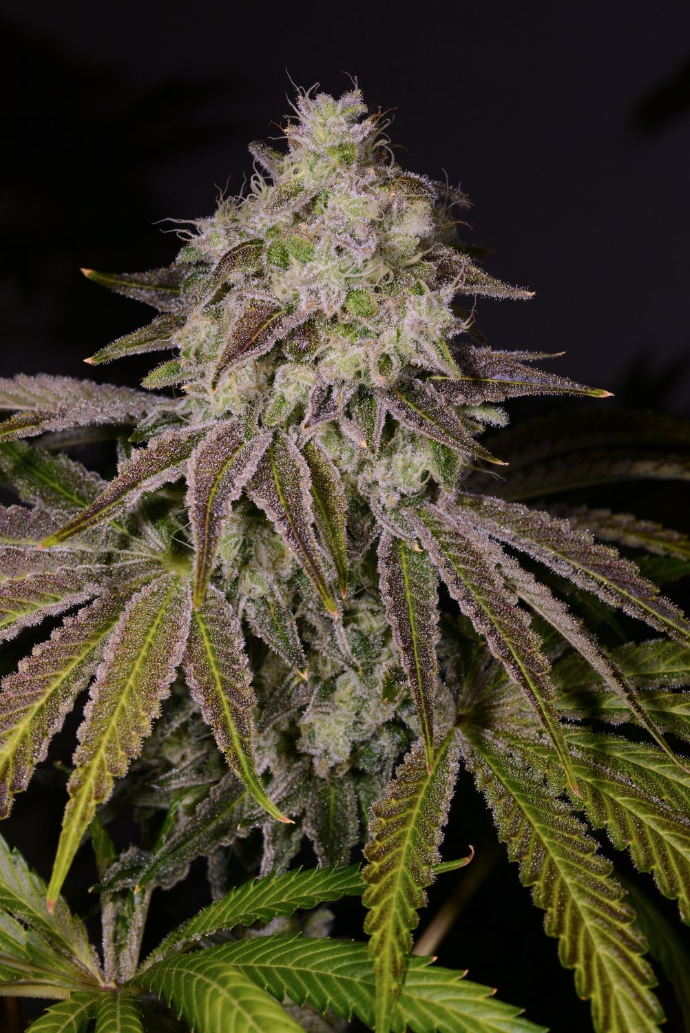 Cake Mix Strain Seeds at Sara Jordan blog