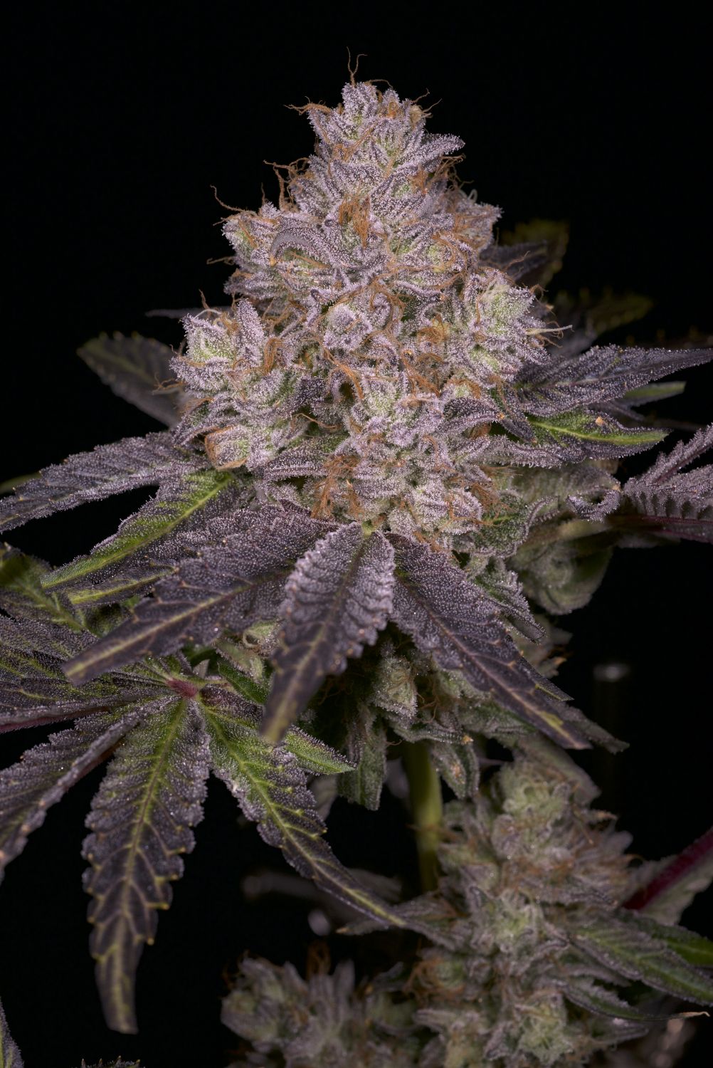 Member Berry Strain Info / Member Berry Weed By Premium Cultivars