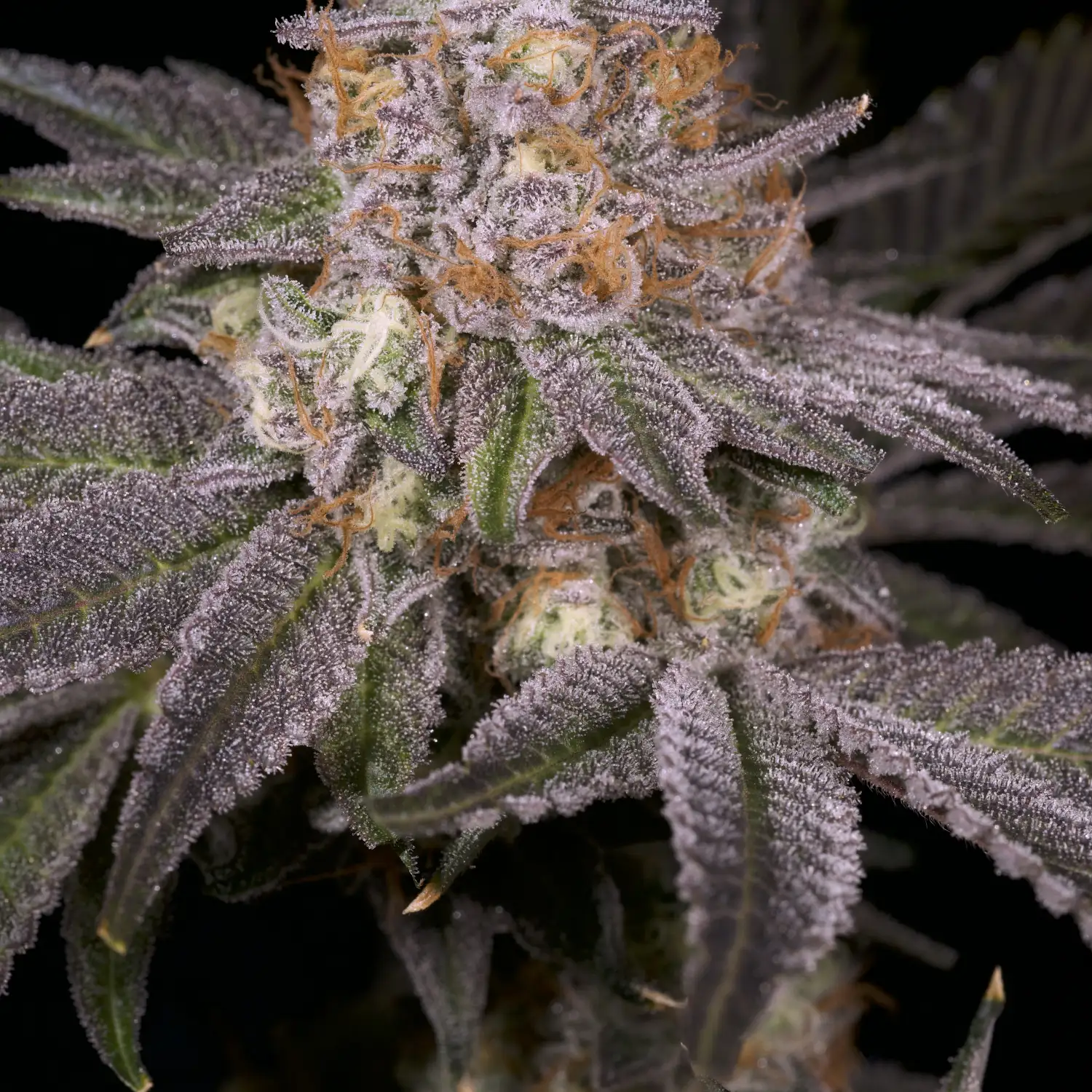 GMO Rootbeer Seeds by Premium Cultivars - GrowDiaries