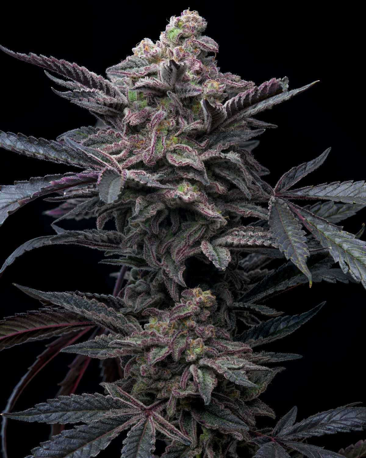Purple Lemonade Autoflower Strain Info / Purple Lemonade Autoflower