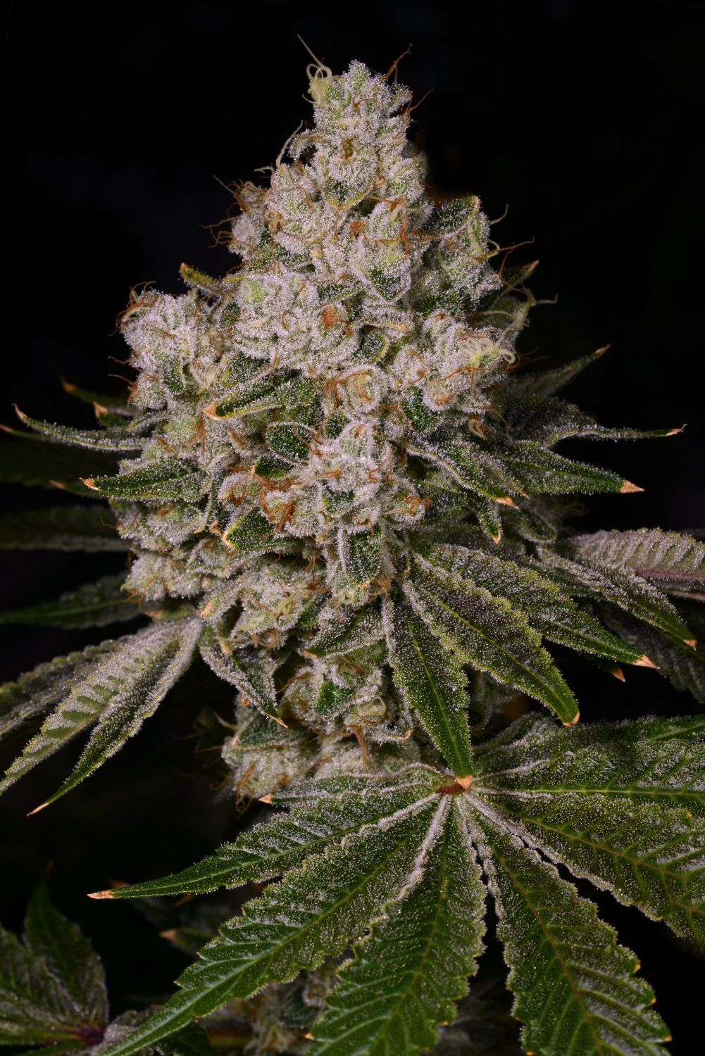 Garlic Breath Strain Info / Garlic Breath Weed By Premium Cultivars