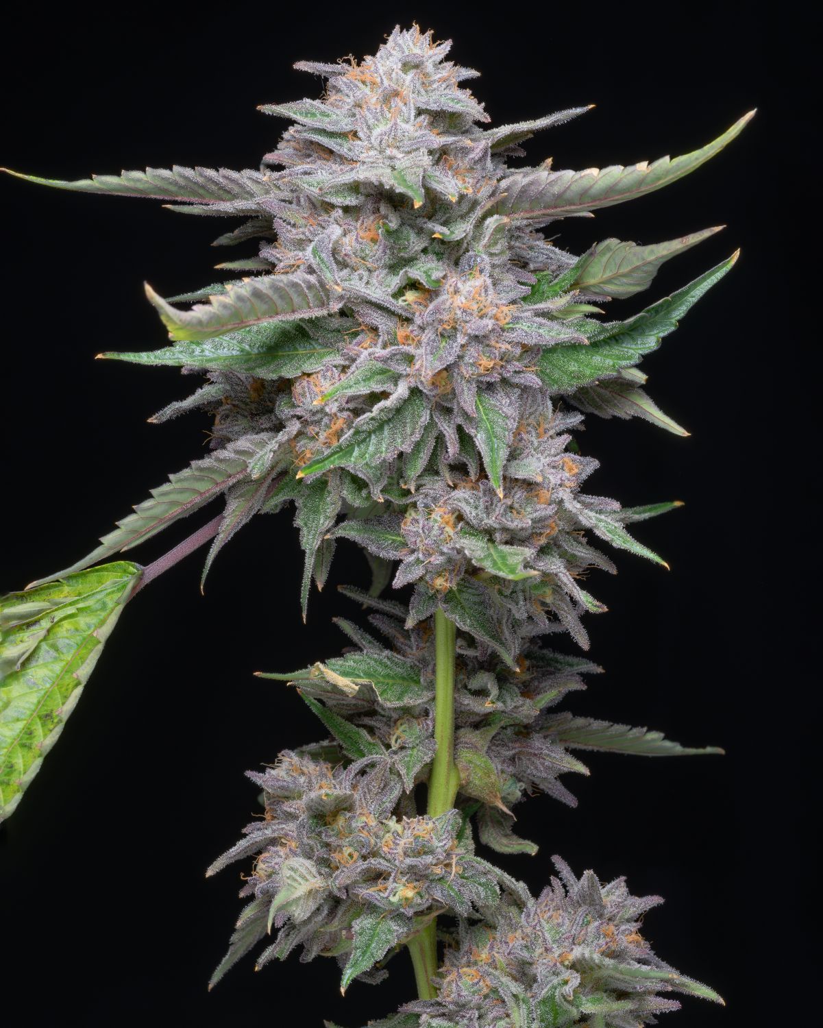 Lemon Cherry Gelato Strain Allbud - vesel49