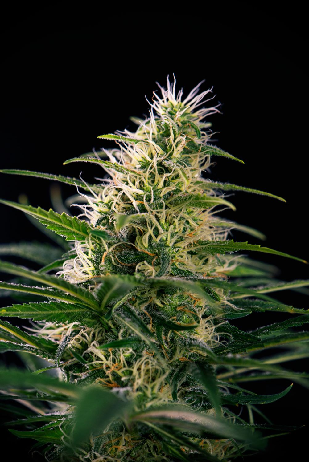 Pomelo Strain Info / Pomelo Weed By Premium Cultivars GrowDiaries