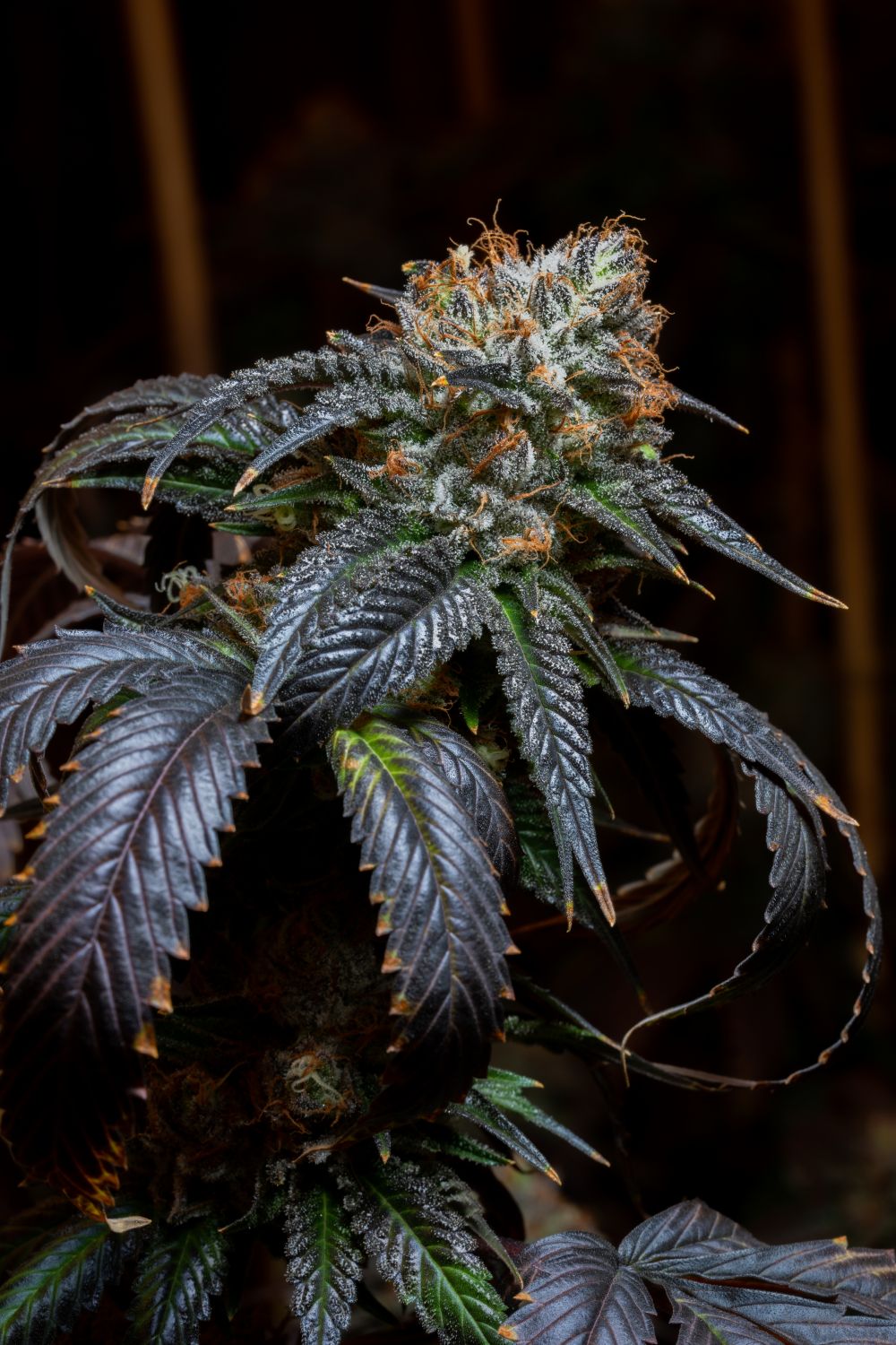 Blue Cookies Strain Info / Blue Cookies Weed By Premium Cultivars