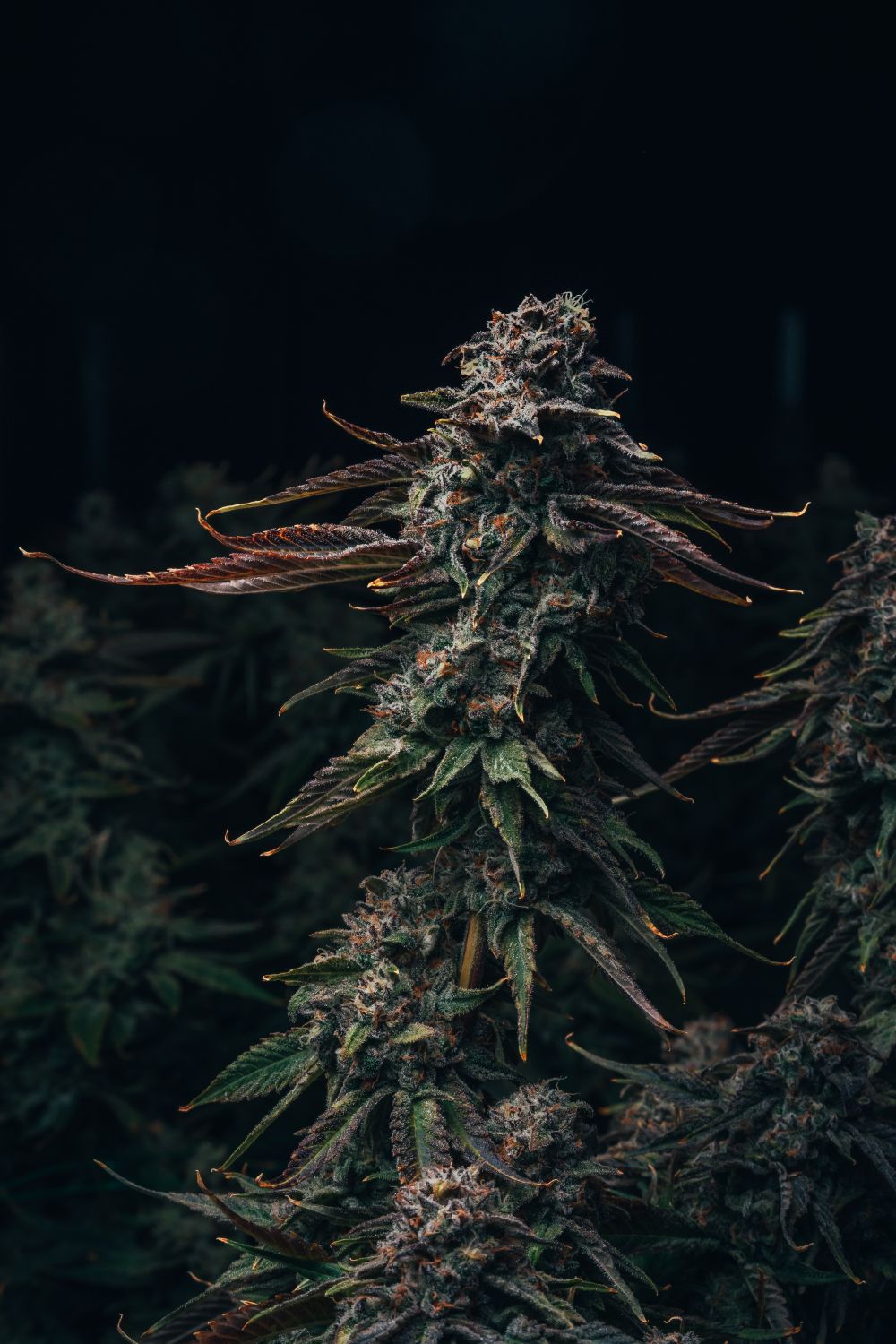 Watermelon Zkittlez Strain Info / Watermelon Zkittlez Weed By Premium