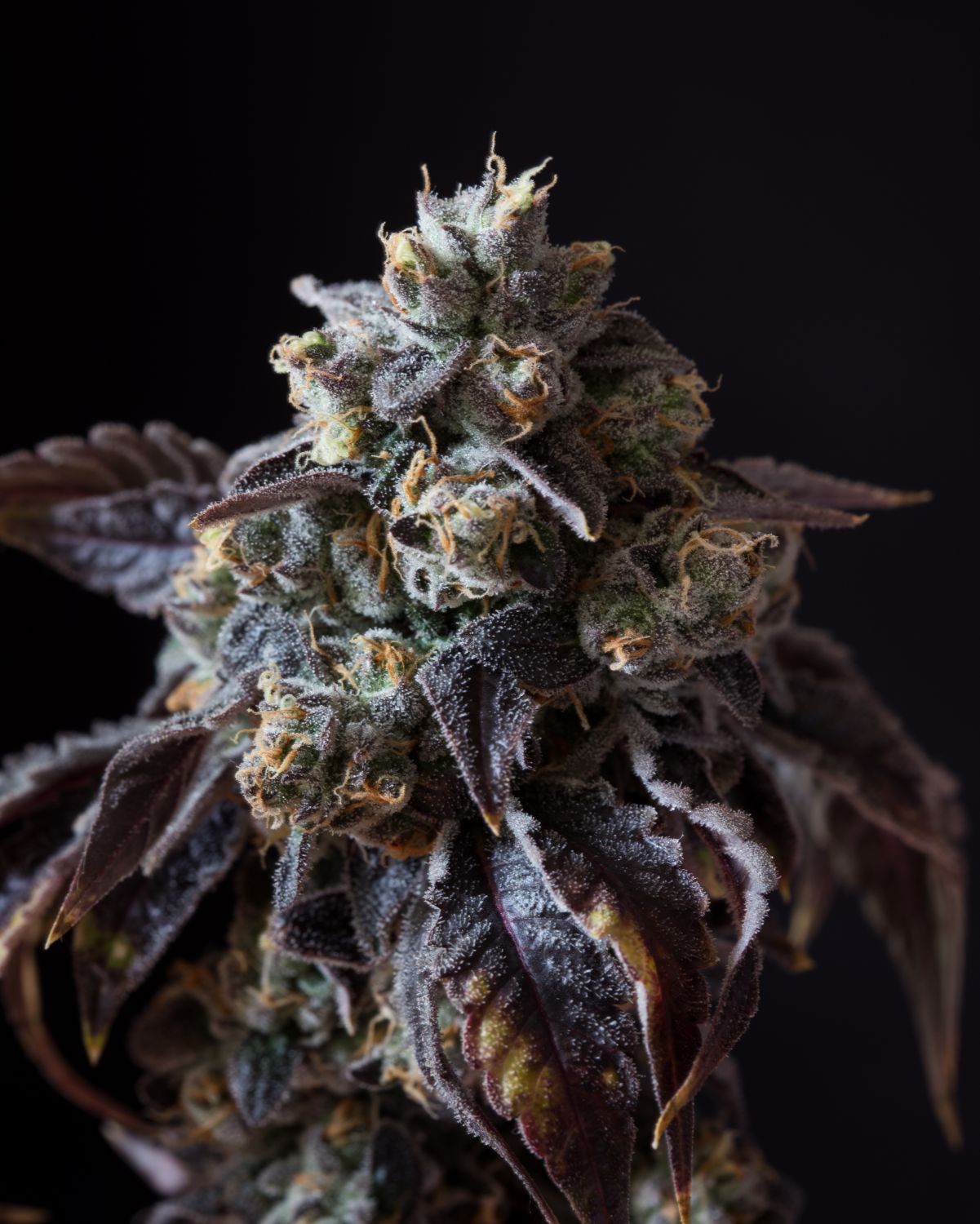 Cherry Runtz Strain Info / Cherry Runtz Weed By Premium Cultivars
