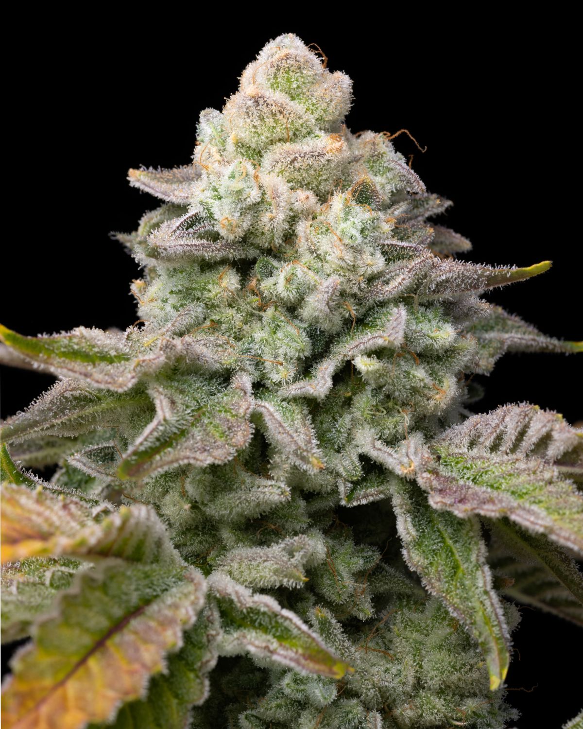 Pie Strain Info / Pie Weed By Premium Cultivars