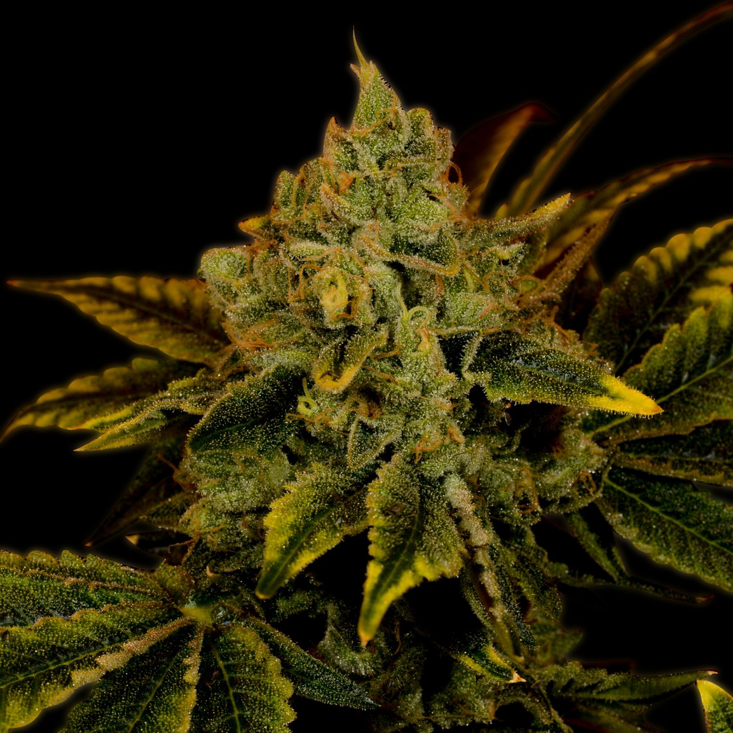 Tangerine Dream Strain Info / Tangerine Dream Weed By Premium Cultivars