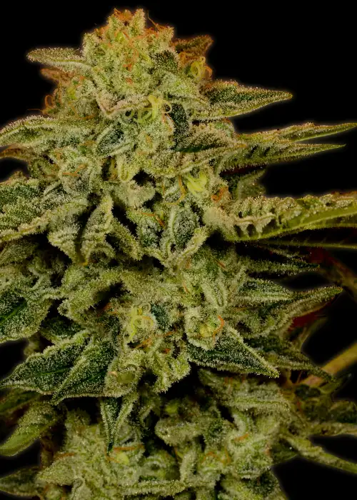 White Widow