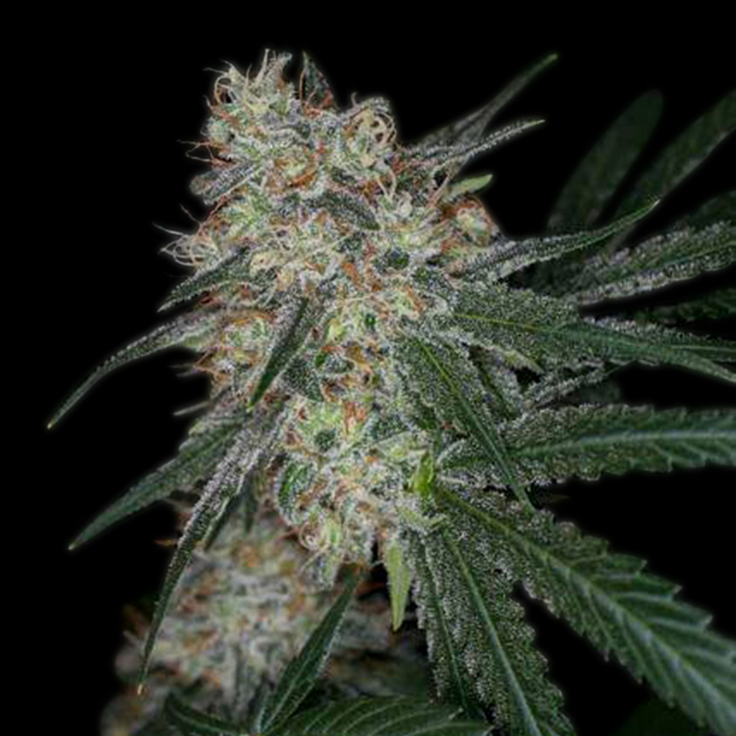 Super Sour Diesel Strain Info Super Sour Diesel Weed By Premium 