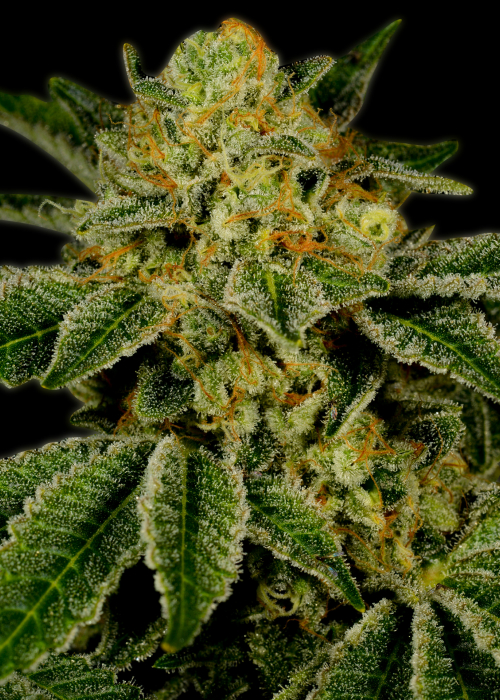 uk-cheese-strain-info-uk-cheese-weed-by-premium-cultivars-growdiaries