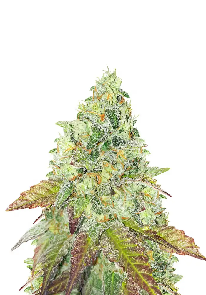 Grandaddy Purple Fast Version