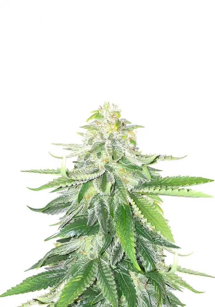 Gorilla Glue #4