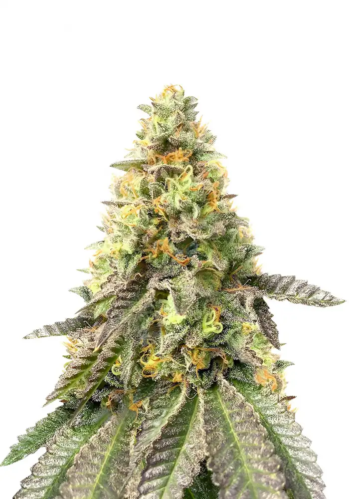 Girl Scout Cookies Fast Version