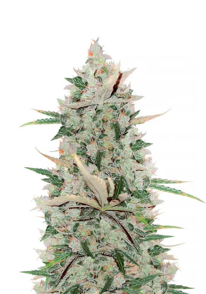 Girl Scout Cookies Auto